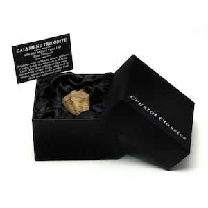 Puede incluir: Un fósil de trilobite Calymene de color tostado descansa dentro de una caja de regalo negra forrada con tela de satén negra. La tapa de la caja, etiquetada como Crystal Classics, está abierta. Una tarjeta informativa identifica el fósil de Marruecos.