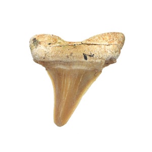 Fossilised Otodus Shark Tooth - Small | FST1