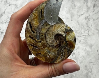 Op de afbeelding: Een gepolijste, gefossiliseerde ammonietschelp, met ingewikkelde spiraalpatronen en een mix van bruine, bruingele en grijze tinten. De oude mariene ongewervelde wordt in een hand gehouden en onthult zijn gedetailleerde structuur.