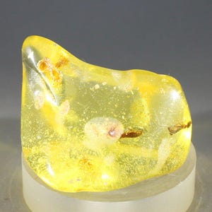 Insect in Amber Specimen ~37mm | FIA151