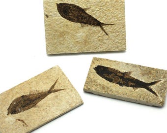 本物のナイティア魚化石：ワイオミング州グリーンリバー層、始新世