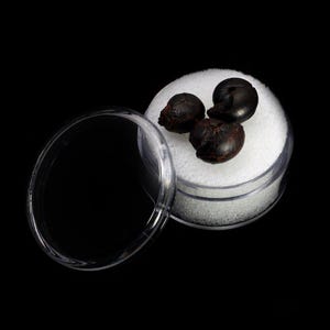 Puede incluir: Tres conchas de caracol fosilizadas de color marrón oscuro, redondas, en un recipiente de plástico transparente con un inserto de espuma blanca.