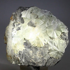 May include: A mineral specimen showing radiating, starburst-like formations of pale green crystals on a dark grey matrix. The crystals have a delicate, translucent appearance, creating a striking contrast against the rough, textured rock.