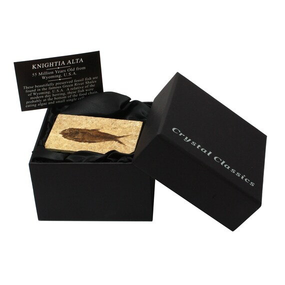 Fossil gifts cheap