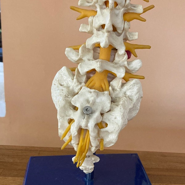 Fabulous French model of the spine, great for a doctors desk