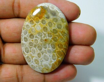 26x15x5 mm 17 Ctr. Making Pendant Loose Gemstone Semi Presiouse Fossil Coral Wonder Full Natural Fossil Coral Cabochon Gemstone