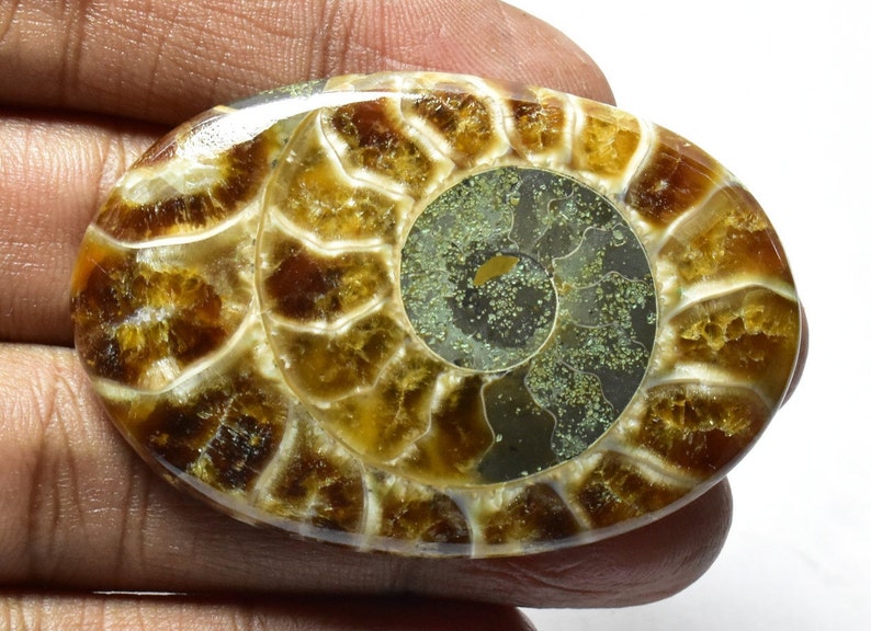 Ammonite 100/% Natural Ammonite Fossil Polished Ammonite Cabochon for Pendant 97cts 51x35x7mm