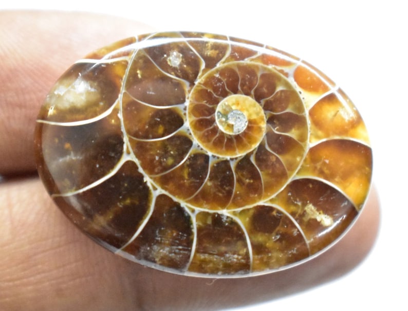 Ammonite Cabochon for Pendant 30carat 28x20x6mm Ammonite Fossil Polished 100/% Natural Ammonite Fossil