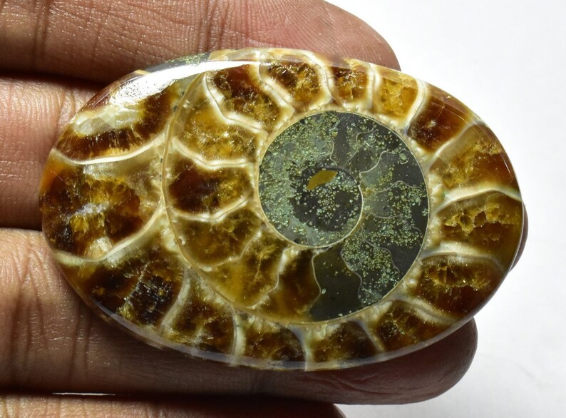 Ammonite 100/% Natural Ammonite Fossil Polished Ammonite Cabochon for Pendant 97cts 51x35x7mm