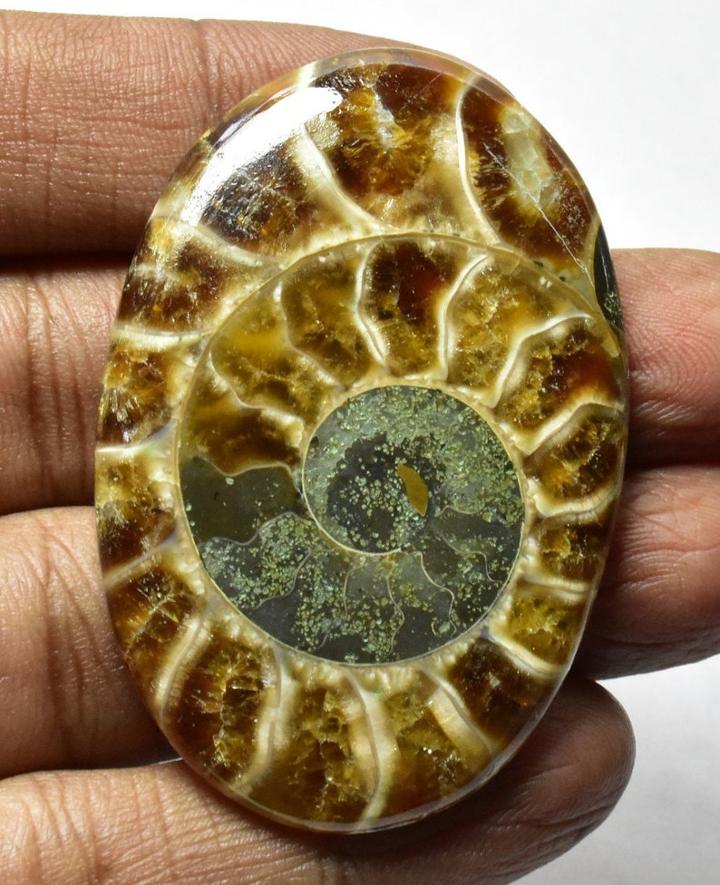 Ammonite 100/% Natural Ammonite Fossil Polished Ammonite Cabochon for Pendant 97cts 51x35x7mm