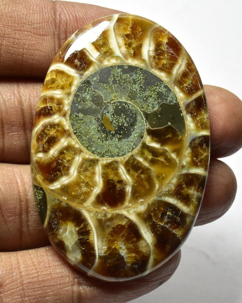 Ammonite 100/% Natural Ammonite Fossil Polished Ammonite Cabochon for Pendant 97cts 51x35x7mm