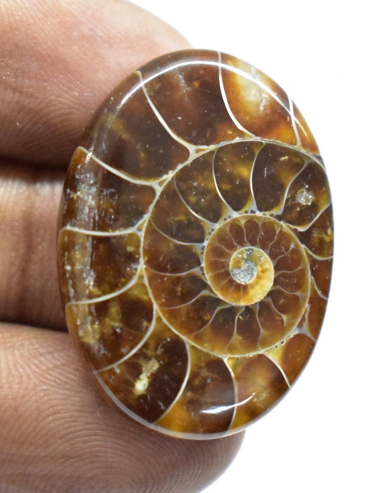 Ammonite Cabochon for Pendant 30carat 28x20x6mm Ammonite Fossil Polished 100/% Natural Ammonite Fossil