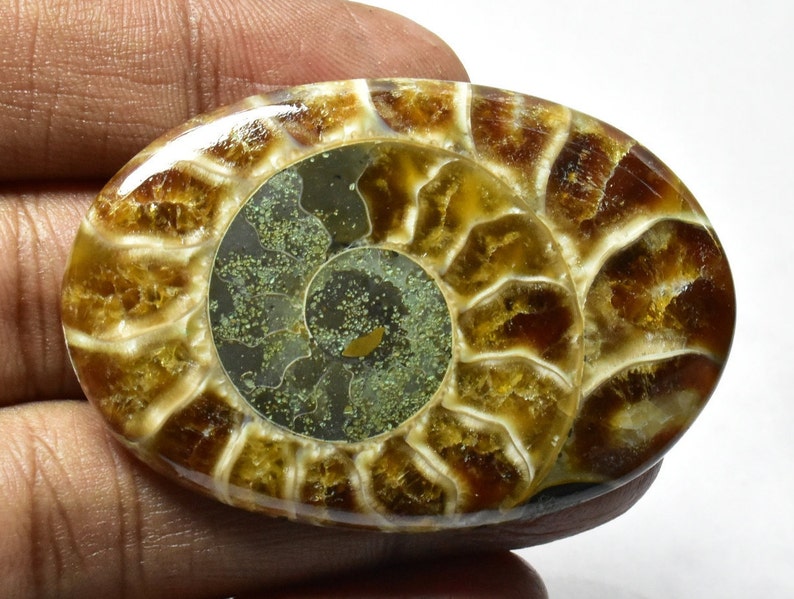 Ammonite 100/% Natural Ammonite Fossil Polished Ammonite Cabochon for Pendant 97cts 51x35x7mm