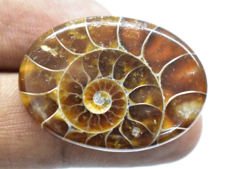 Ammonite Cabochon for Pendant 30carat 28x20x6mm Ammonite Fossil Polished 100/% Natural Ammonite Fossil