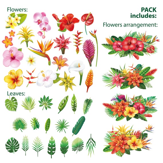tropical-plants-and-flowers-names