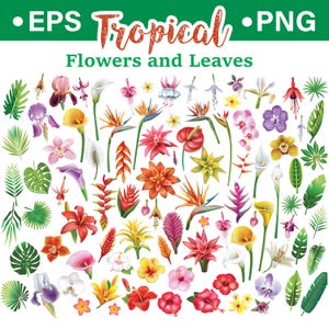 Tropical Flowers, Set of Flowers vector Elements, Flower PNG, Flower EPS