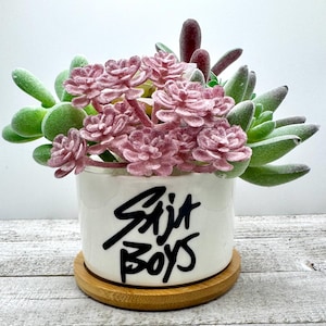 May include: A small succulent arrangement in a white ceramic pot with the text "Skit Boys" in black. The arrangement features pink and green succulents, set on a round wooden coaster. The pot is round and has a glossy finish.