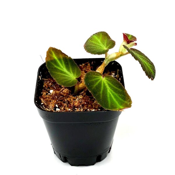 Begonia thelmae (2.5" Pot) / Trailing Plant / Terrarium Plant / Dart Frog Vivarium Plant / Live Plant / Houseplant / Potted Plant