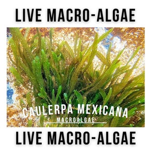May include: A close-up of a vibrant green Caulerpa Mexicana macroalgae, a type of live saltwater aquarium plant. The text "LIVE MACRO-ALGAE" appears at the top and bottom of the image, with "CAULERPA MEXICANA" and "MACROALGAE" in the center.