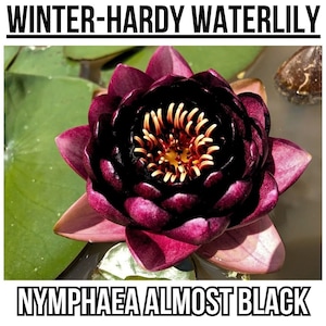 Nymphaea "Almost Black" Water Lily (Sprouted Tuber - Rhizome) / Deep Red / Winter Hardy Water Lily / Pond Plant / Perry Slocum Water Lily