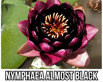 Nymphaea "Almost Black" Water Lily (Sprouted Tuber - Rhizome) / Deep Red / Winter Hardy Water Lily / Pond Plant / Perry Slocum Water Lily