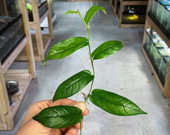 Ficus radicans - Dart Frog VIVARIUM / Terrarium Plant - Stem Cutting