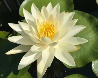 Nymphaea "Moon Dance" Water Lily (Sprouted Tuber - Rhizome) / White Water Lily / Winter Hardy Water Lily / Live Pond Plant