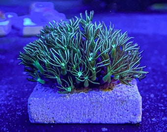 Green Star Polyp Coral (1" Frag) / WWC Long Polyp / Beginner Coral / Live Marine Saltwater Reef