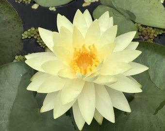 Nymphaea "Texas Dawn" Water Lily (Sprouted Tuber - Rhizome) / White Water Lily / Winter Hardy Water Lily / Live Pond Plant