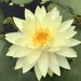 see more listings in the Water Lilies section