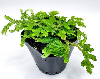 Selaginella plana (pot de 2,5 pouces) / Cyprès épileptique / Terrarium / Plante de vivarium de grenouille à fléchettes / Plante vivante / Plante d’intérieur / Plante en pot