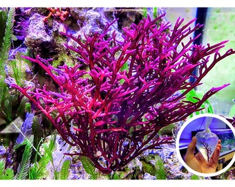 Macroalgue de buisson rouge (frag de 2 po) / Gracilaria rouge / Plante marine vivante / Puisard et refuges / Récif corallien d'eau salée