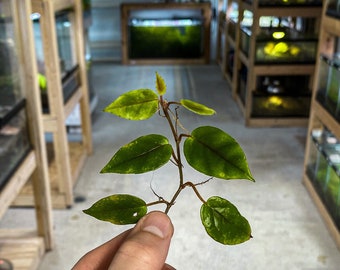 Begonia elaegnifolia 'Schulzei' - Grenouille à fléchettes VIVARIUM / Plante de terrarium - (5 feuilles) Tige Coupée