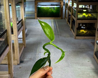 Vanilla planifolia - Dart Frog VIVARIUM / Terrarium Plant- Stem Cutting