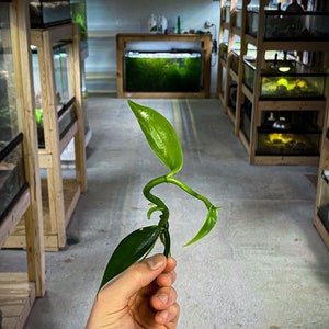 Vanilla planifolia - Dart Frog VIVARIUM / Terrarium Plant- Stem Cutting