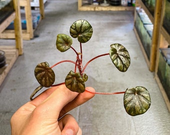 Begonia peridot (COUPE DE TIGE FRAÎCHE) | Dart Frog Vivarium / Terrarium Plant