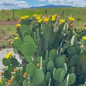 Spineless Prickly Pear Cactus (1 PAD) / Winter Hardy / Freshly Cut / Unrooted / Tortoise Food / Opuntia cacanapa Ellisiana