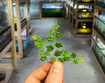 Ficus pumila var. 'Quercifolia' (Miniature Oakleaf Fig / String of Frogs) - Dart Frog VIVARIUM / Terrarium Plant - Stem Cutting