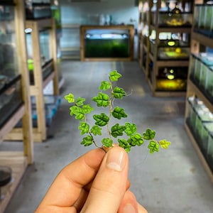 Ficus pumila var. &#39;Quercifolia&#39; (Miniature Oakleaf Fig / String of Frogs) - Dart Frog VIVARIUM / Terrarium Plant - Stem Cutting