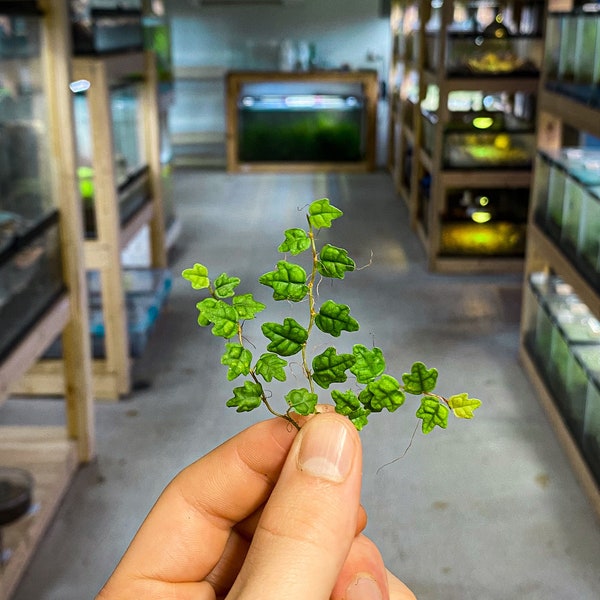 Ficus pumila var. 'Quercifolia' (Miniature Oakleaf Fig / String of Frogs) - Dart Frog VIVARIUM / Terrarium Plant - Stem Cutting