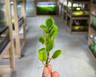 Alsobia dianthiflora (fleur de dentelle) - Dart Frog VIVARIUM / Plante de terrarium - Coupe de tige
