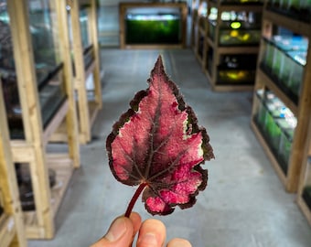 Bégonia rouge-gorge - Grenouille à fléchettes VIVARIUM / Plante de terrarium - Coupe de feuilles