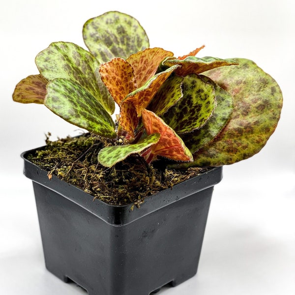 Begonia blancii 'Mottled' (2" Pot) / Terrarium Plant / Rare Plant / Live Begonia Plant / Dart Frog Vivarium Plant / Houseplant /Potted Plant