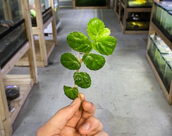 Pellionia argentea - Dart Frog VIVARIUM / TERRARIUM Plant - Stem Cutting