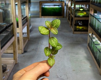 Pilea Moonlight - Dart Frog VIVARIUM / Terrarium Plant - Stem Cutting