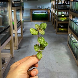 Pilea Moonlight - Dart Frog VIVARIUM / Terrarium Plant - Stem Cutting
