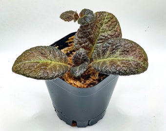Episcia sp. 'European Seed' (2.5" Pot) / Terrarium Plant / Dart Frog Vivarium Plant / Live Plant / Houseplant / Potted Plant
