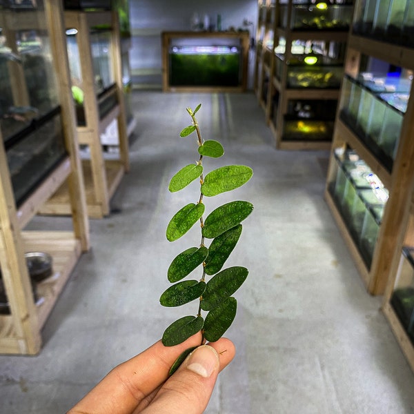 Ficus sp. Borneo - Dart Frog VIVARIUM / Terrarium Plant - Stem Cutting