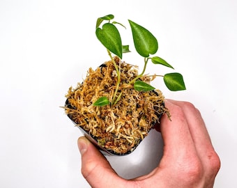 Peperomia eburnea (2.5" Pot) / Rare Peperomia / Terrarium Plant / Dart Frog Vivarium Plant / Live Plant / Houseplant