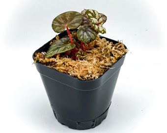 Bégonia 'Péridot' (pot de 2,5 ») / Bégonia nain rhizomateux / Mini bégonia / Plante de terrarium / Plante d’intérieur / Plante rare / Vivarium de grenouille à fléchettes